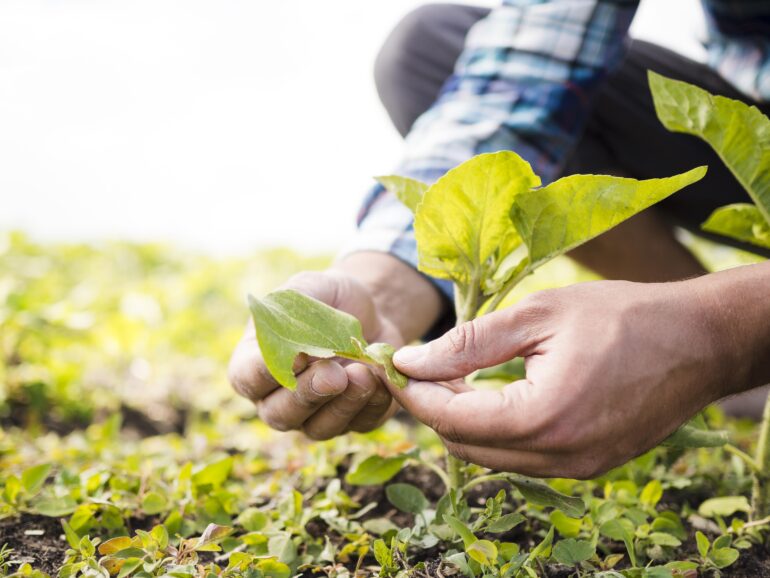 Agricoltura sociale e reinserimento: nuove opportunità