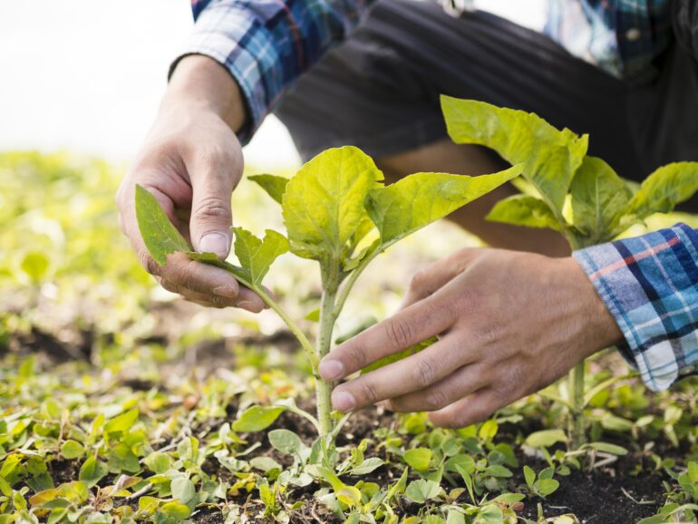 Outlook Agricolo 2025/2034 OCSE‑FAO: +14 % produzione agricola e ittica, +6 % emissioni GH