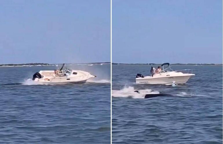 balena barca