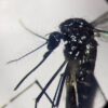 West Nile, Pregliasco: “Casi reali? Fino a 150 in più. Picco verso metà agosto”