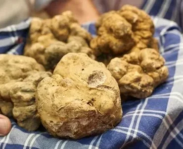 fiera internazionale del tartufo