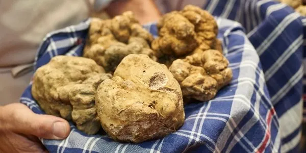 fiera internazionale del tartufo