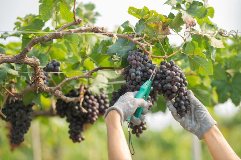 Vendemmia 2025