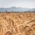 Frodi fondi agricoli UE: 48 imprenditori sotto inchiesta per un sistema da 20 milioni