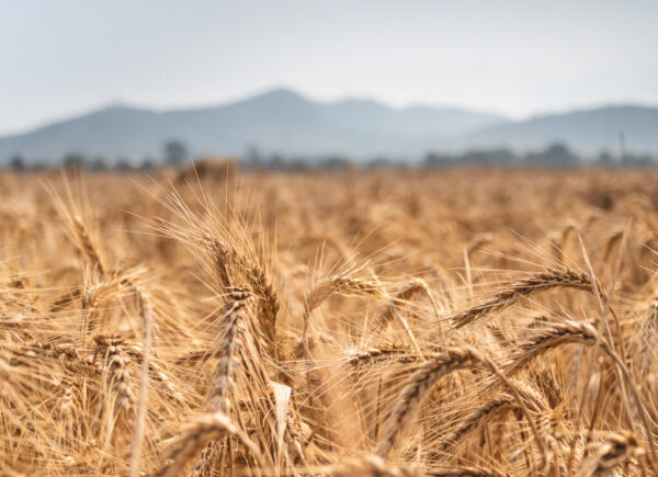 Frodi fondi agricoli UE: 48 imprenditori sotto inchiesta per un sistema da 20 milioni
