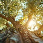 camminata tra gli olivi