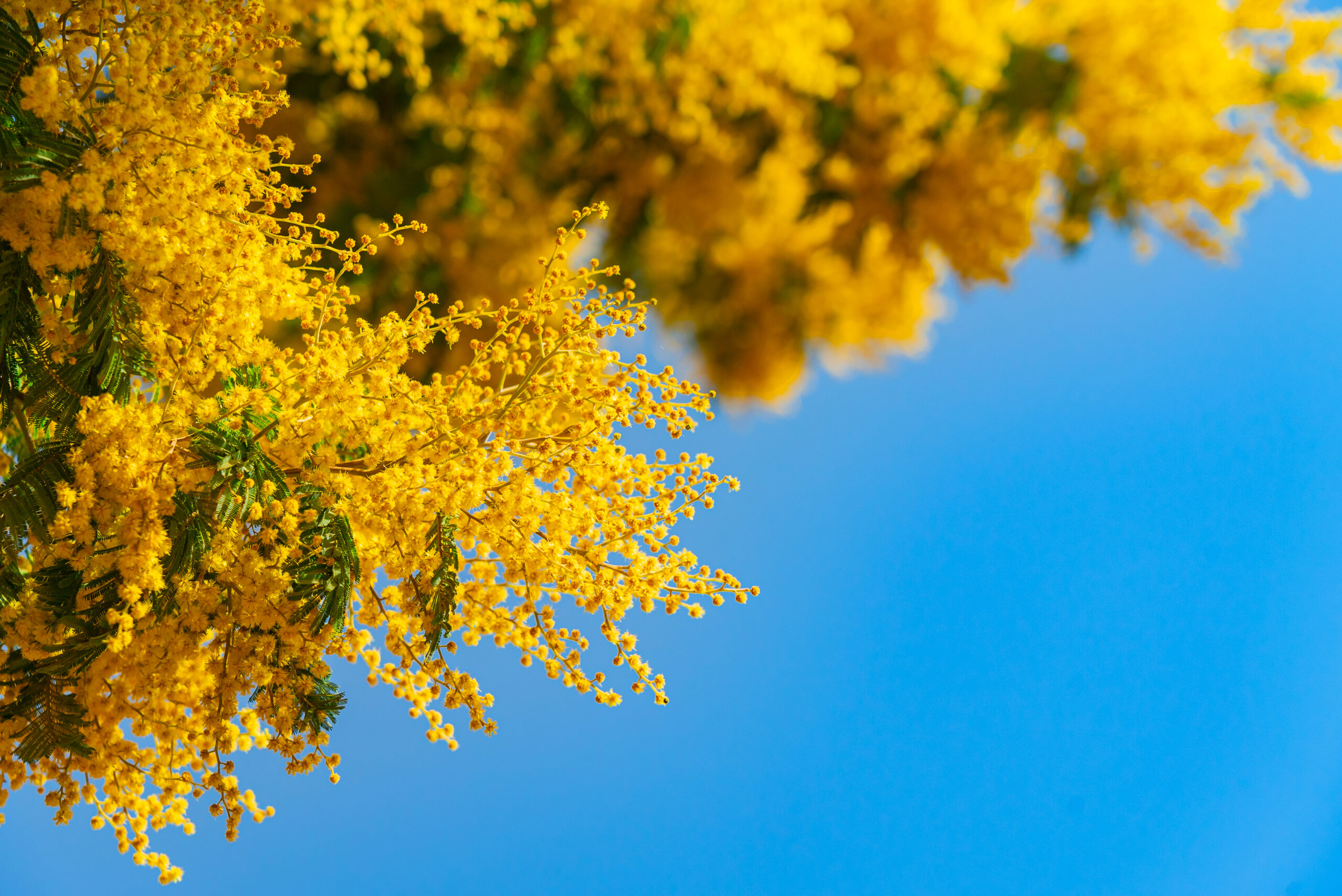 mimosa spring flowers against blue sky background blooming mimosa tree blue sky bright sun scaled