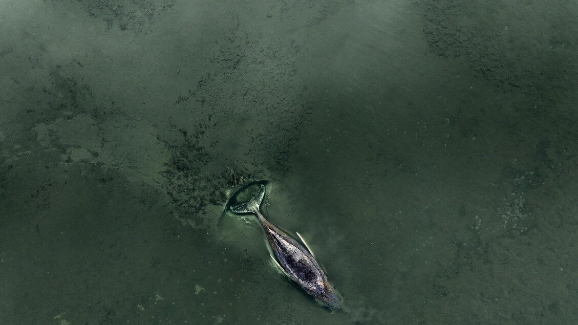 La megattera nel Baltico ancora in agonia, fra le proteste