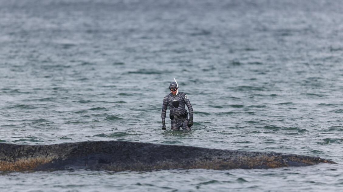 Nuovo tentativo di salvataggio della balena incagliata nel mar Baltico