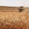 Grano ucraino rubato: Kiev accusa l’Egitto e cresce la tensione diplomatica