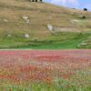 >ANSA-BOX/ A Castelluccio di Norcia il caldo spegne la fioritura