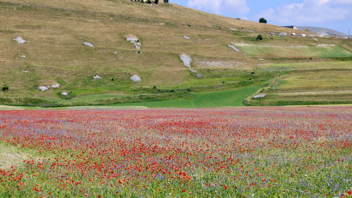 >ANSA-BOX/ A Castelluccio di Norcia il caldo spegne la fioritura