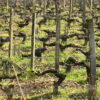 Caldo, muore mentre lavora nella vigna nel Piacentino