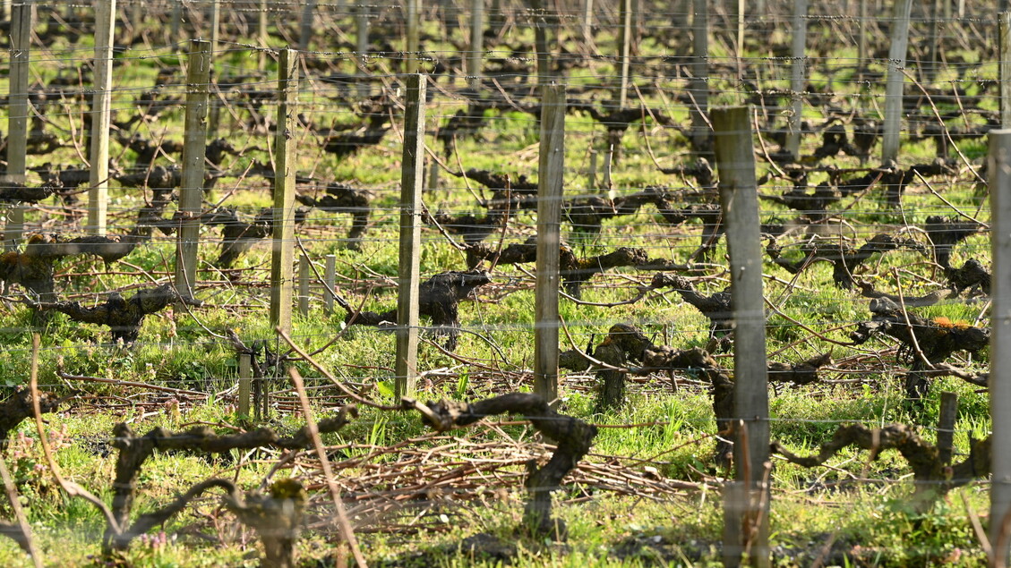 Caldo, muore mentre lavora nella vigna nel Piacentino