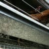 Rischio salmonella, ritirati dai supermercati Usa 19 milioni di uova