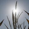 Siccità, costi triplicati per l’Italia con 2 gradi in più