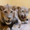Ucrania: El león rescatado de la guerra en Ucrania y llevado a EEUU está enfermo