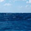 Undici cadaveri in mare al largo delle coste libiche