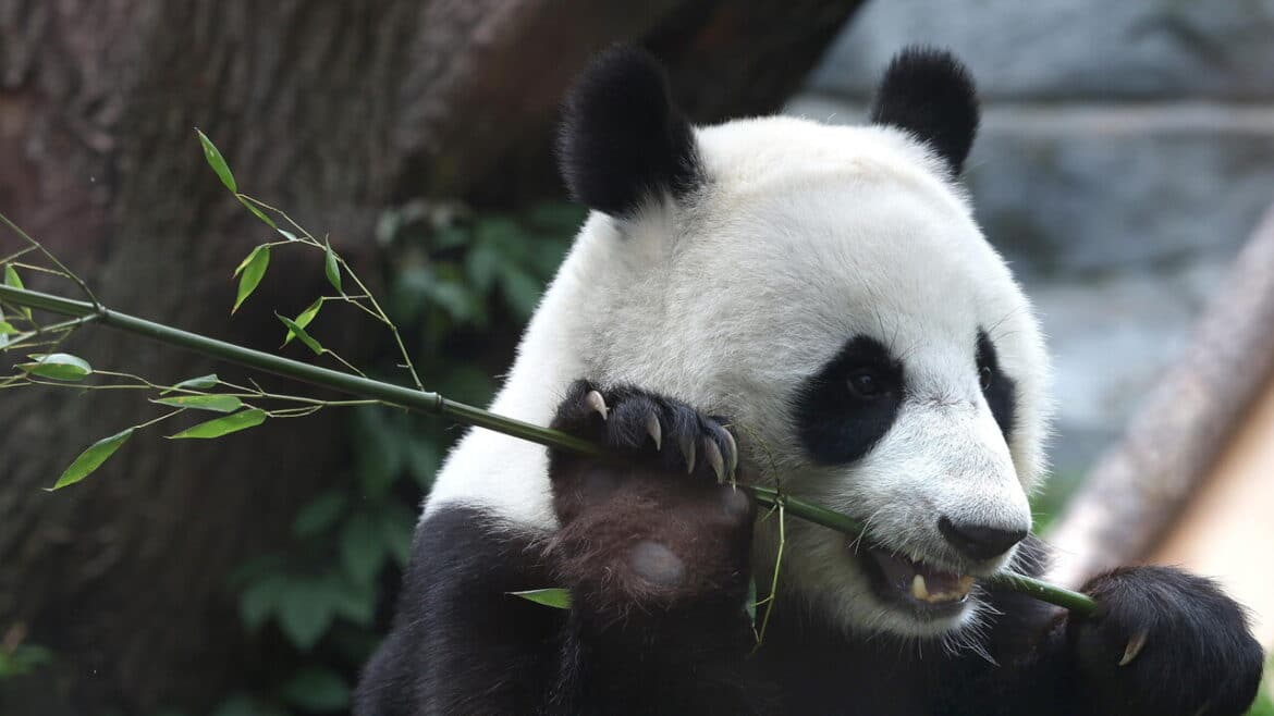Due panda giganti dalla Cina in volo verso uno zoo negli Usa