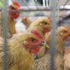 Dall’Ue 73 milioni all’Italia per gli allevatori colpiti da aviaria e peste suina
