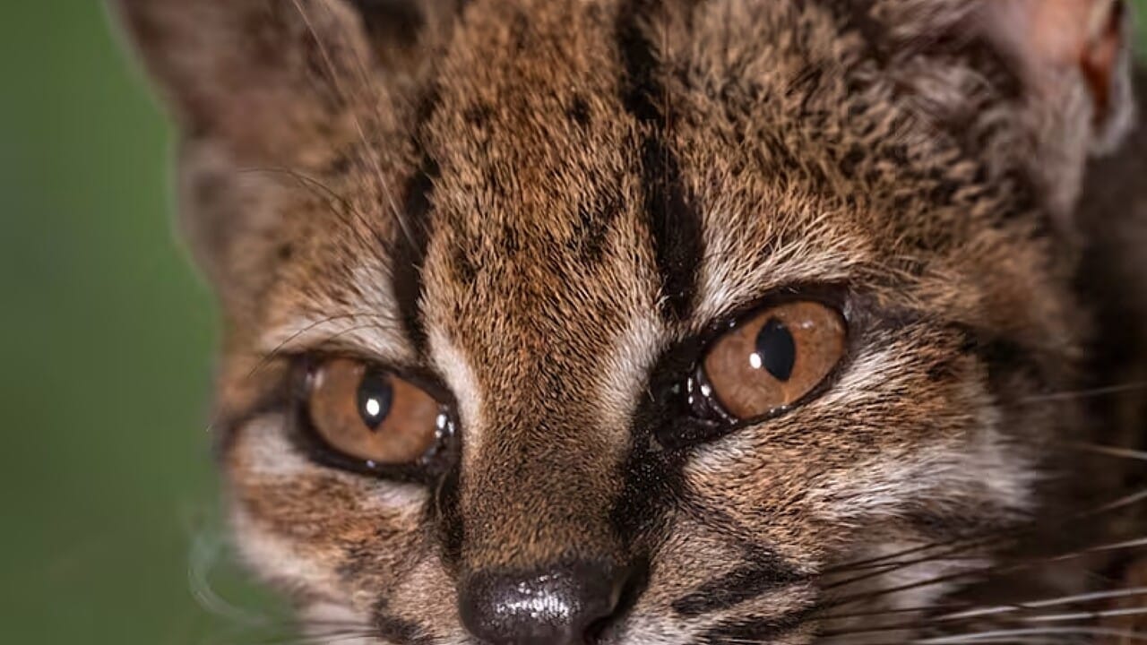 Sfondo