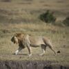 Tanzania, ‘dieci leoni morti avvelenati nella riserva patrimonio Unesco’